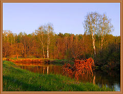 photo "wood-goblin"