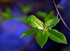 фото "Spring..."