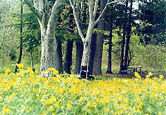 photo "loneliness"