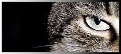фото "Natural born killer"