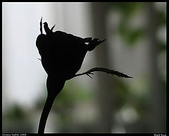 photo "Black Rose"