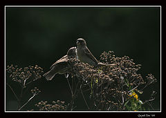 фото "Conversation"