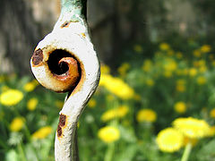 photo "snail for Marijus"