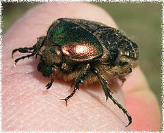photo "- I not poisonous!!!"