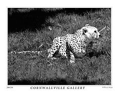 photo "Gallery Poster"