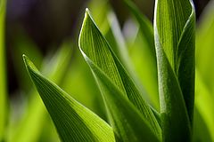 фото "Green leaves of spring..."