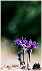 фото "***"