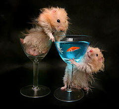 photo "tale about goldfish"