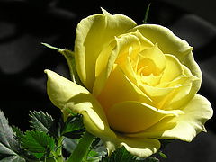 фото "Rose for you..."