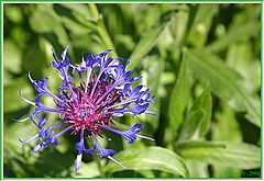 photo "... flower ....."