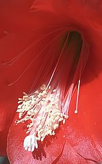 photo "White in Red (Details...)"