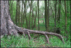 photo "Spring root."