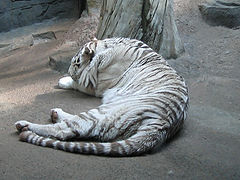 photo "white tiger"