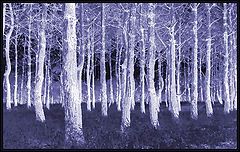фото "Forest"