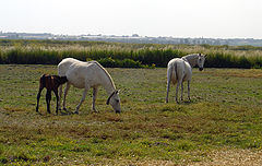 photo "Horse Family"