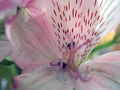 photo "Alstramera"