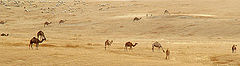 фото "Israel of Old Times"
