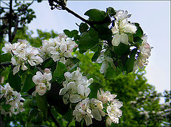 photo "May"