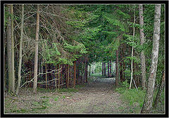 фото "Лесной тоннель"