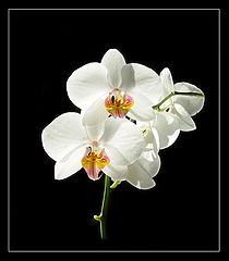 фото "Orchidee"