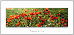 photo "Chon-Aryk Poppies"