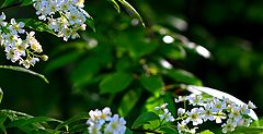 фото "Bird-Cherry"