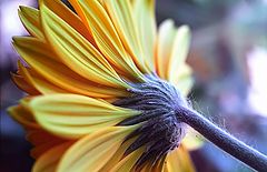 photo "Details of fower."