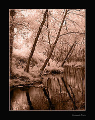 photo "Golden forest"