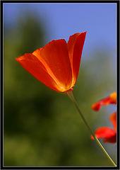 photo "Poppy flower"
