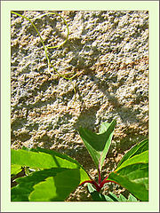 photo "Сreep to sun"