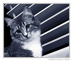 photo "Kitty Liza"