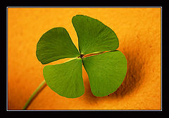 photo "four-leaf clover"