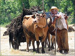 фото "The old farmer"