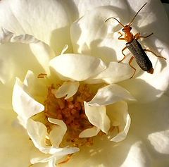 photo "Bug On Flower"