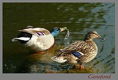 photo "Untitled photo"