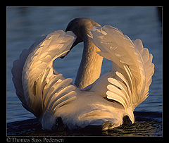 фото "Swan in Sunset"