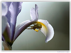 photo "Fatal attraction"