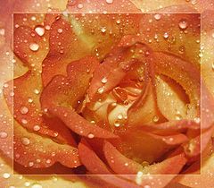 photo "Rose"