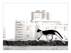 photo "Graceful."