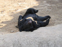 photo "tired..."