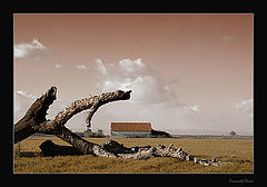 photo "Natural frame"