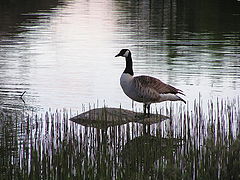 фото "Branta canadensis"