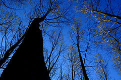 photo "buscando la luz"