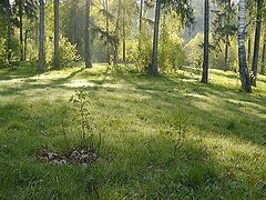 фото "Утро в лесу: 3 недели спустя"