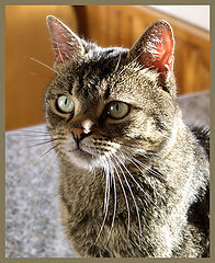 фото "Cat"