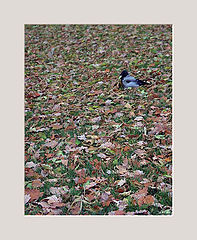 photo "Raven"