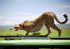 photo "A cat on the jeep`s roof"