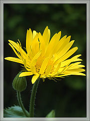 photo "Yellow on the dark green for Victoria"