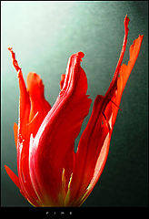 photo "Fire"