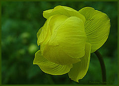 photo "Trollius"